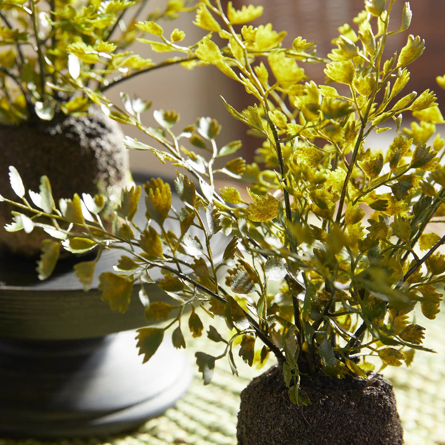 Maidenhair Fern Drop-Ins, Set Of 3