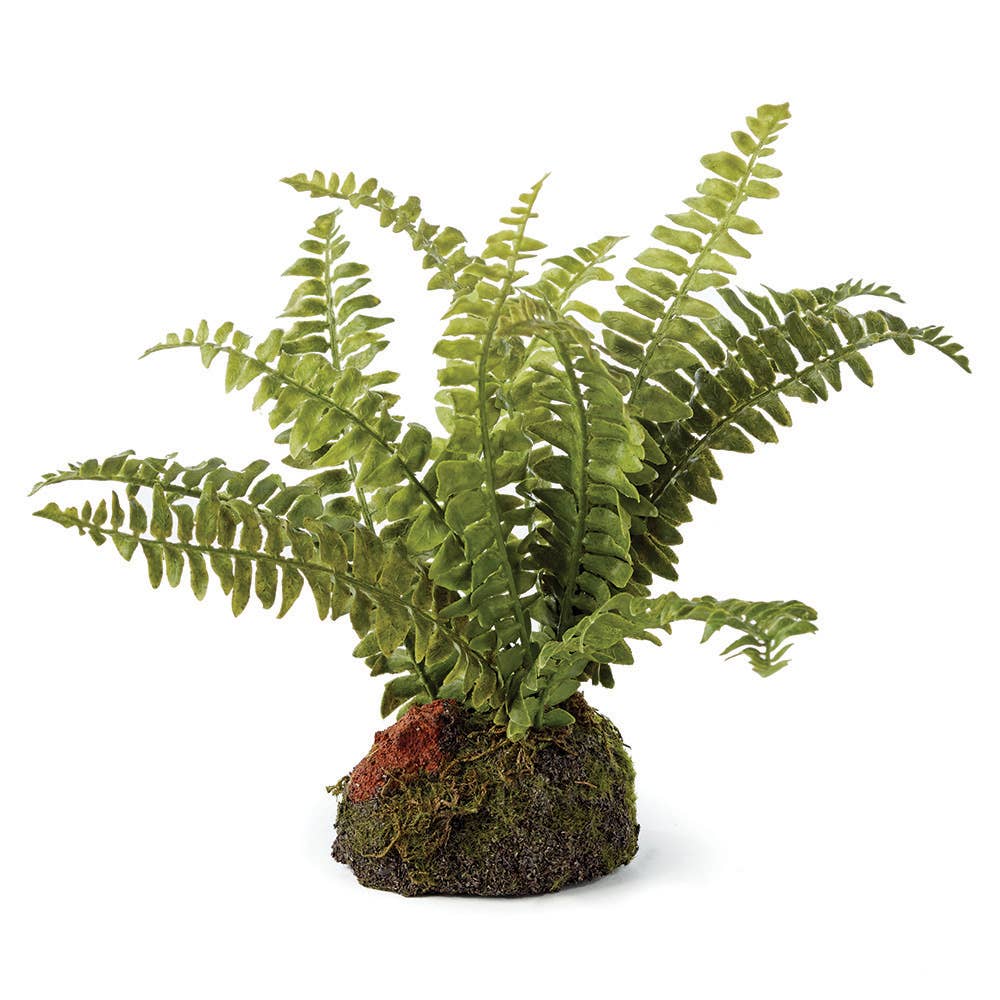 Boston Fern Drop-In 7"