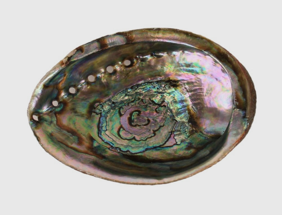Abalone Shells