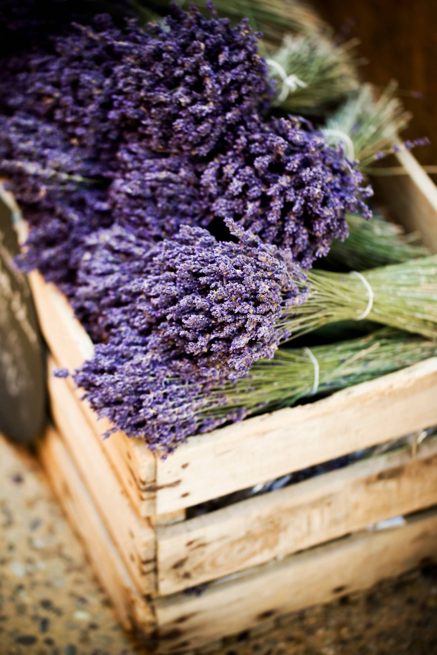 Dried Lavender Bouquets - English