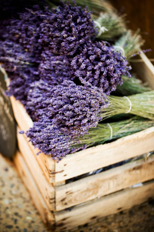 Dried Lavender Bouquets - English