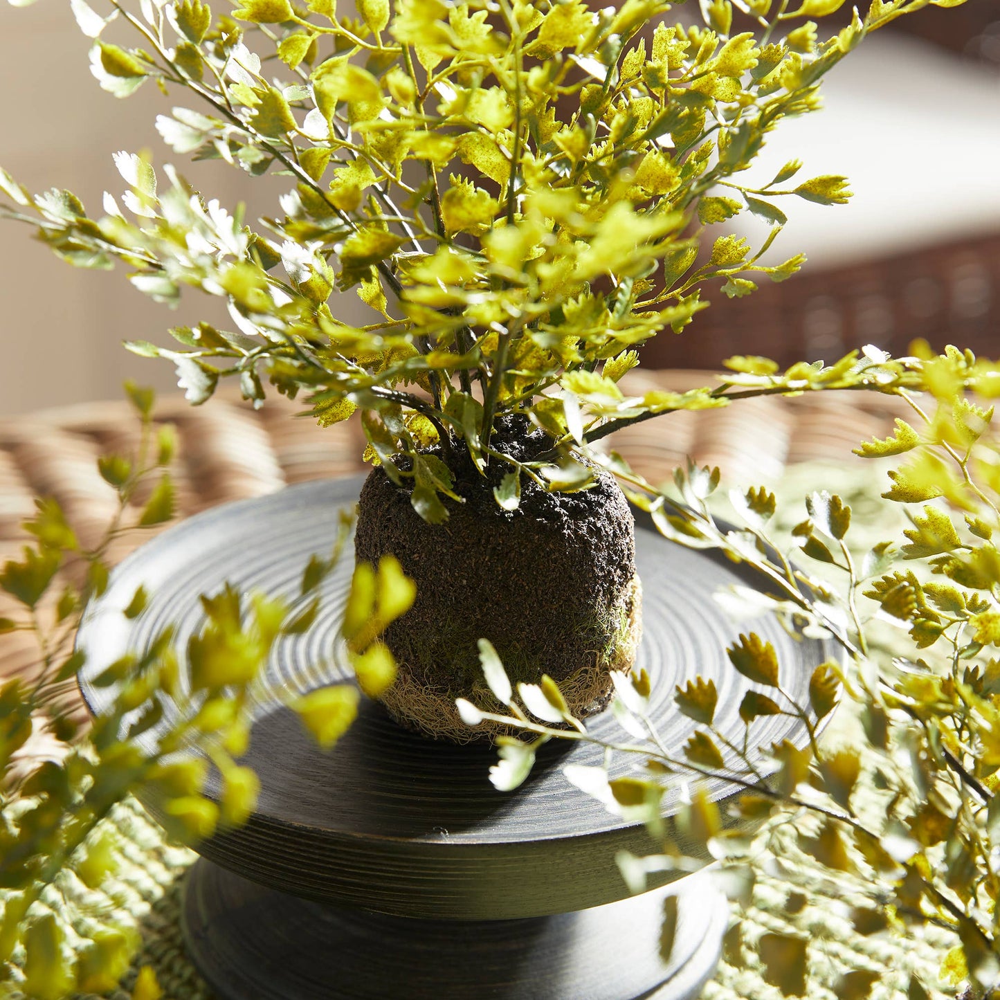 Maidenhair Fern Drop-Ins, Set Of 3