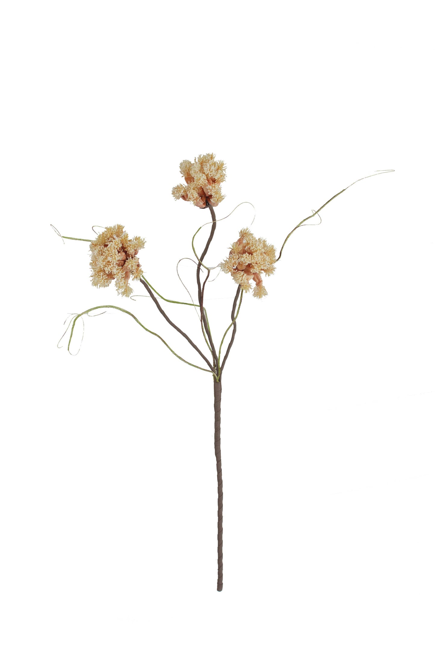 BOTANICA #2844
