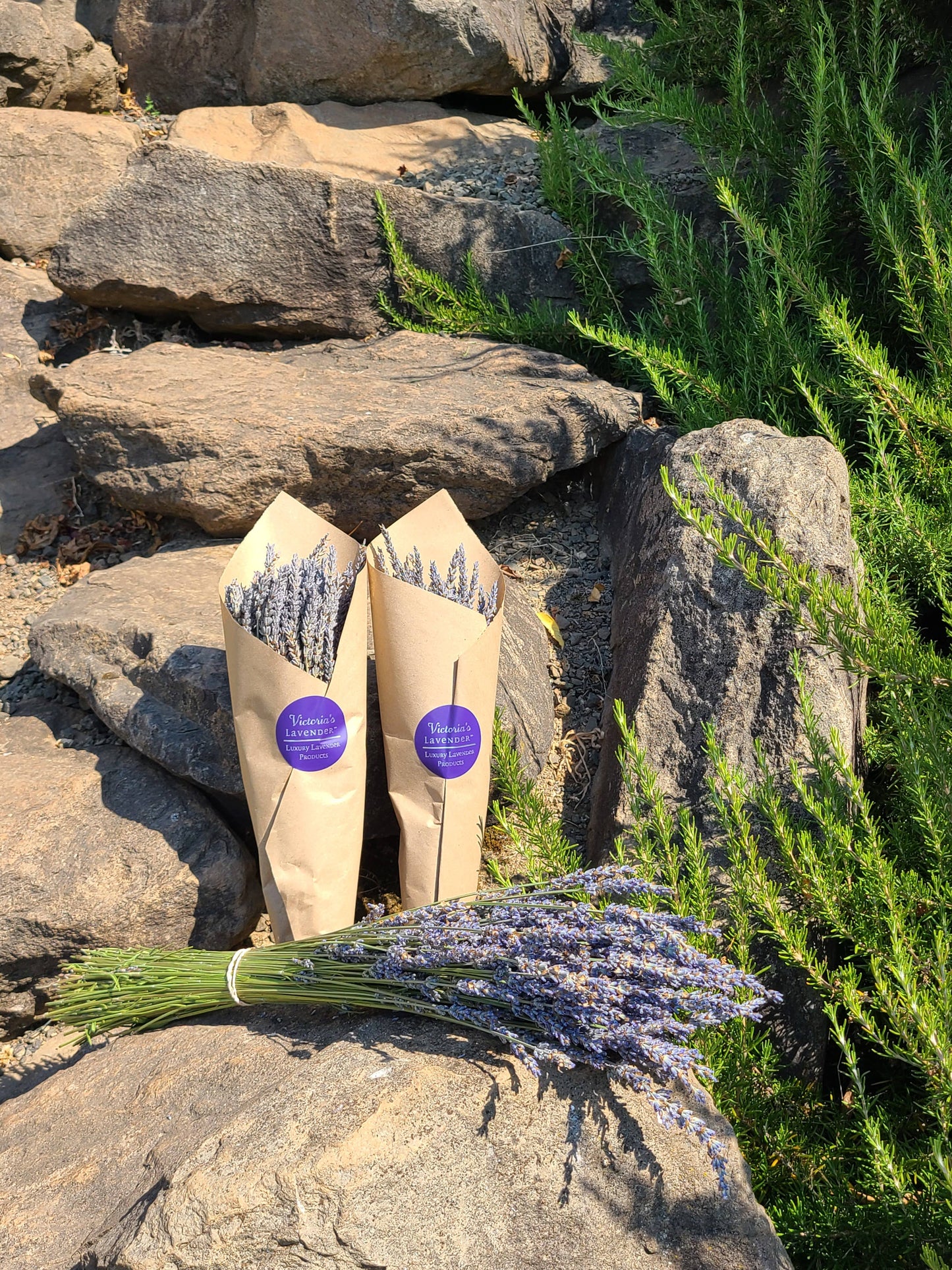 Dried Lavender Bouquets - French
