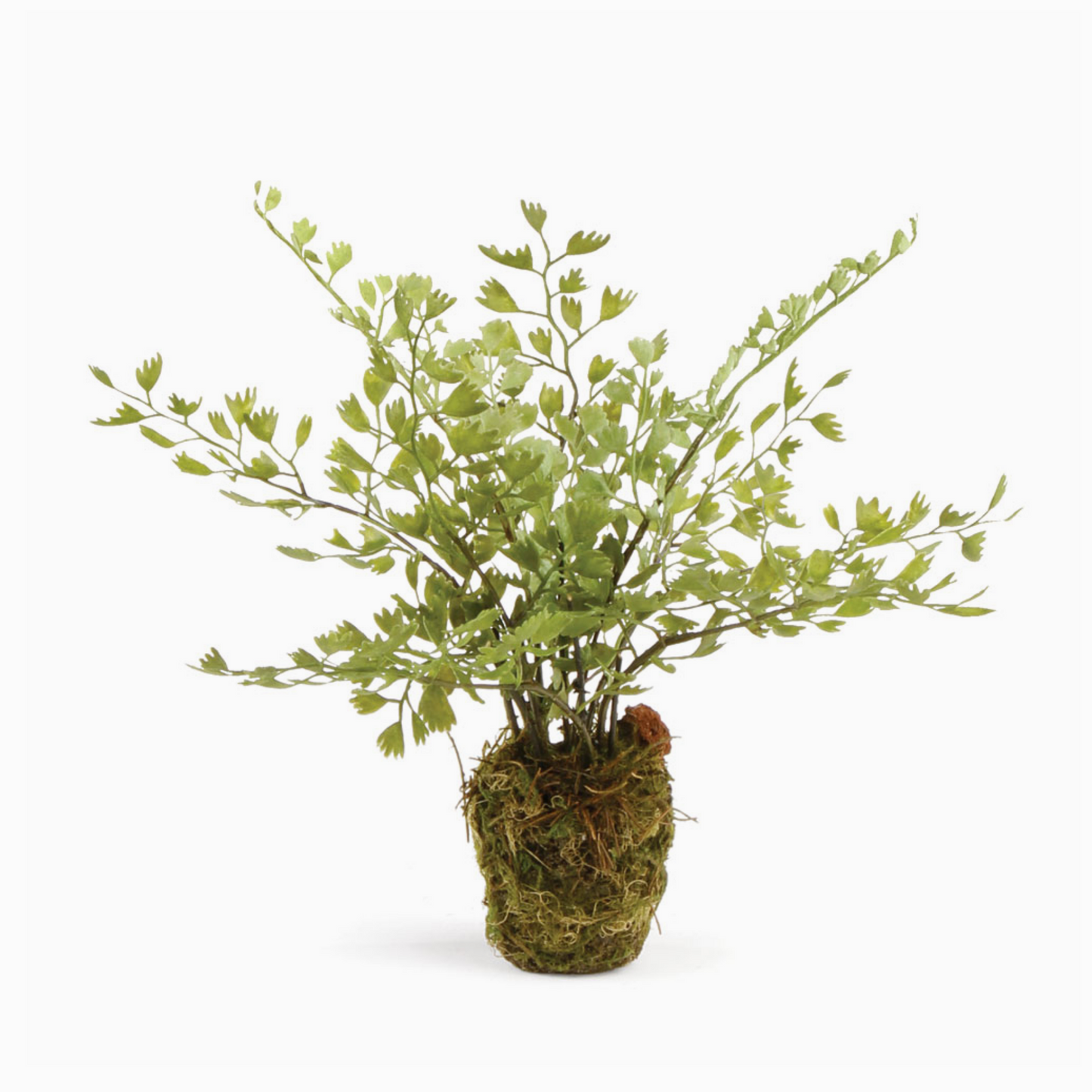 pot filler for plants Maidenhair Plant Pot Filler