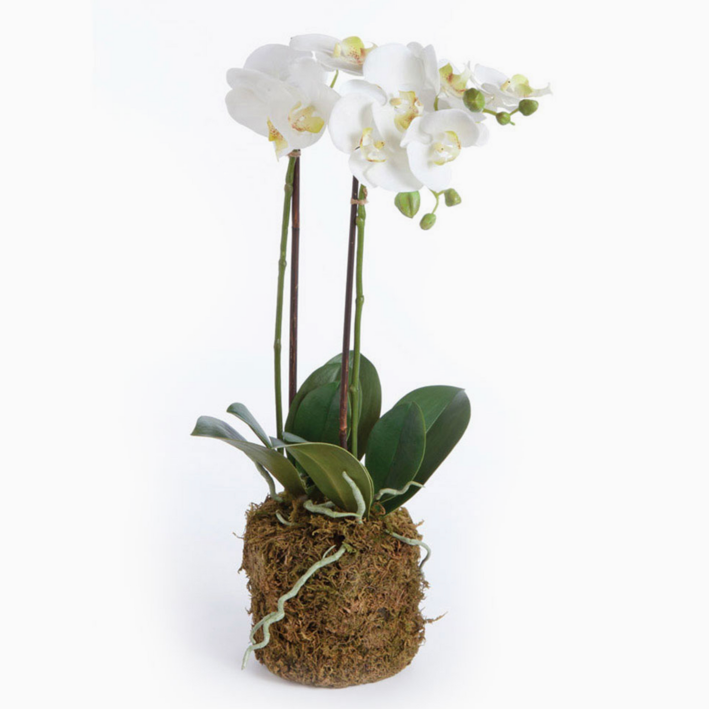 Phalaenopsis Orchid Drop-in 23"