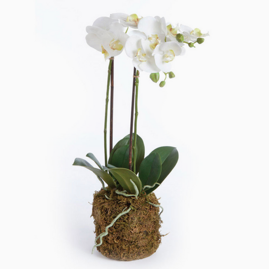 Phalaenopsis Orchid Drop-in 23"