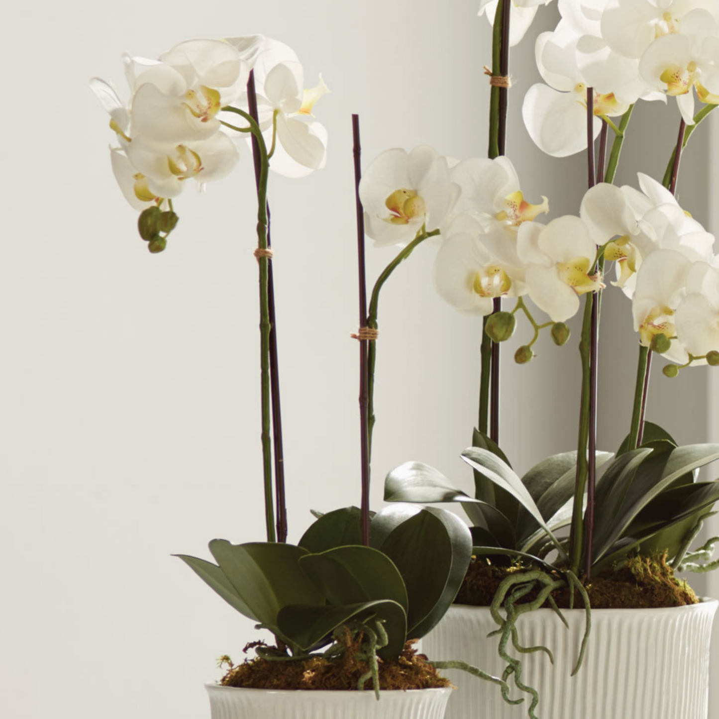Phalaenopsis Orchid Drop-in 23"