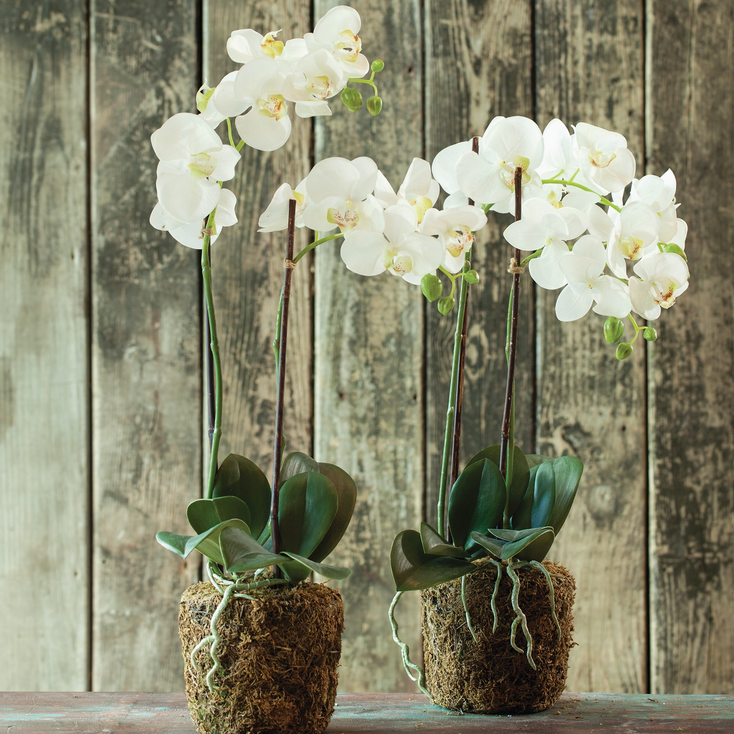 Phalaenopsis Orchid Drop-in 23"