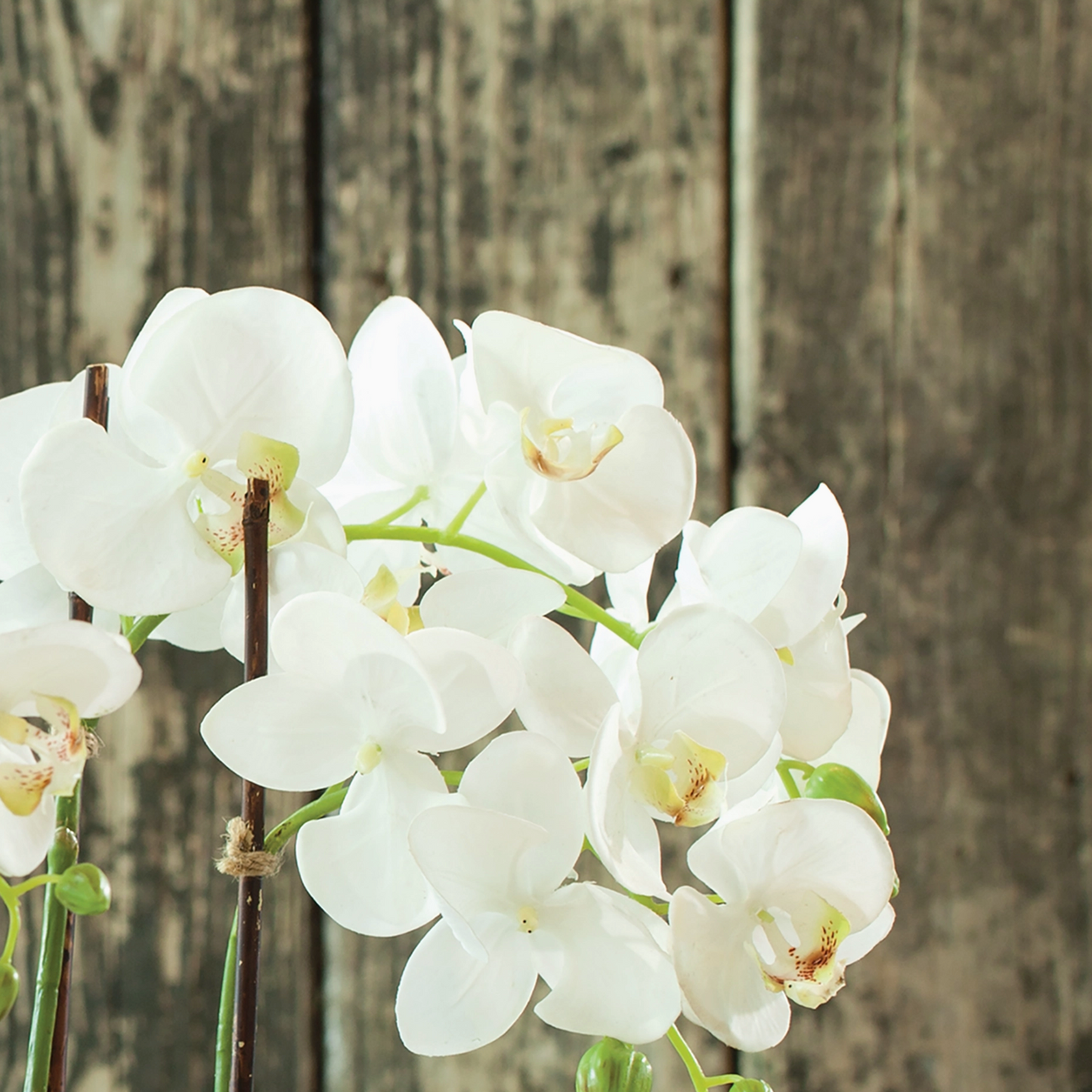 Phalaenopsis Orchid Drop-in 23"