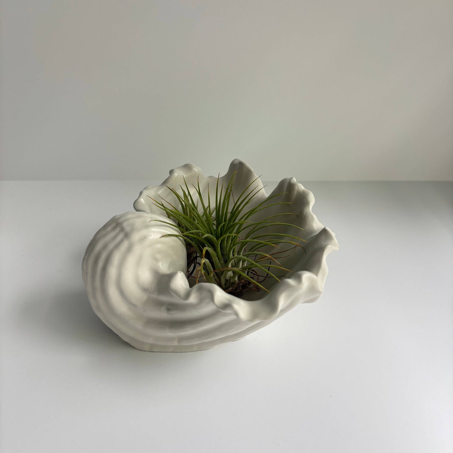 Shell Centerpiece Bowl - Decorative Concrete Bowl