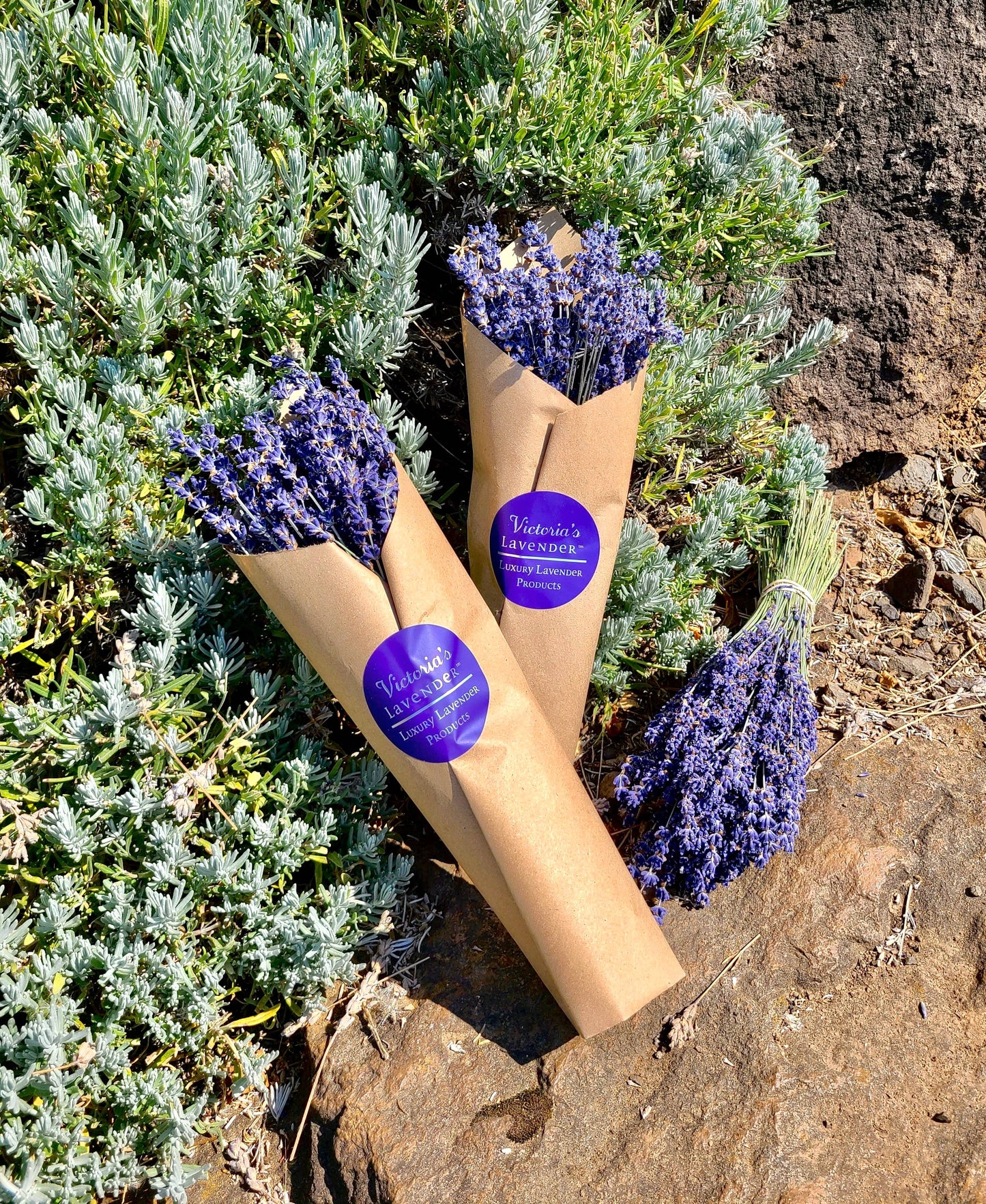 Dried Lavender Bouquets - English