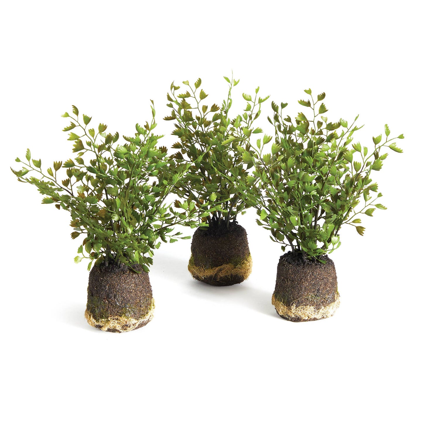 Maidenhair Fern Drop-Ins, Set Of 3
