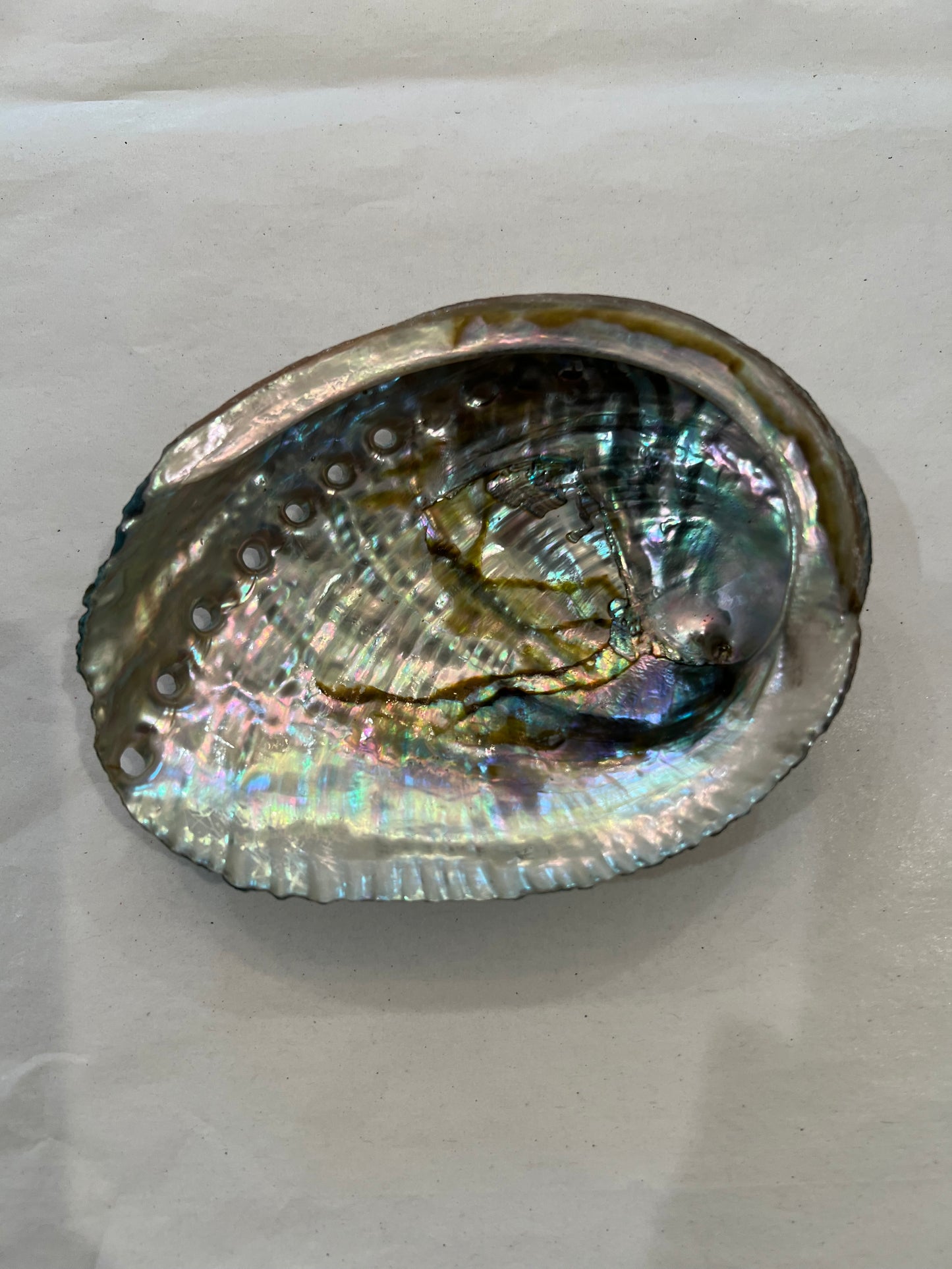 Abalone Shells
