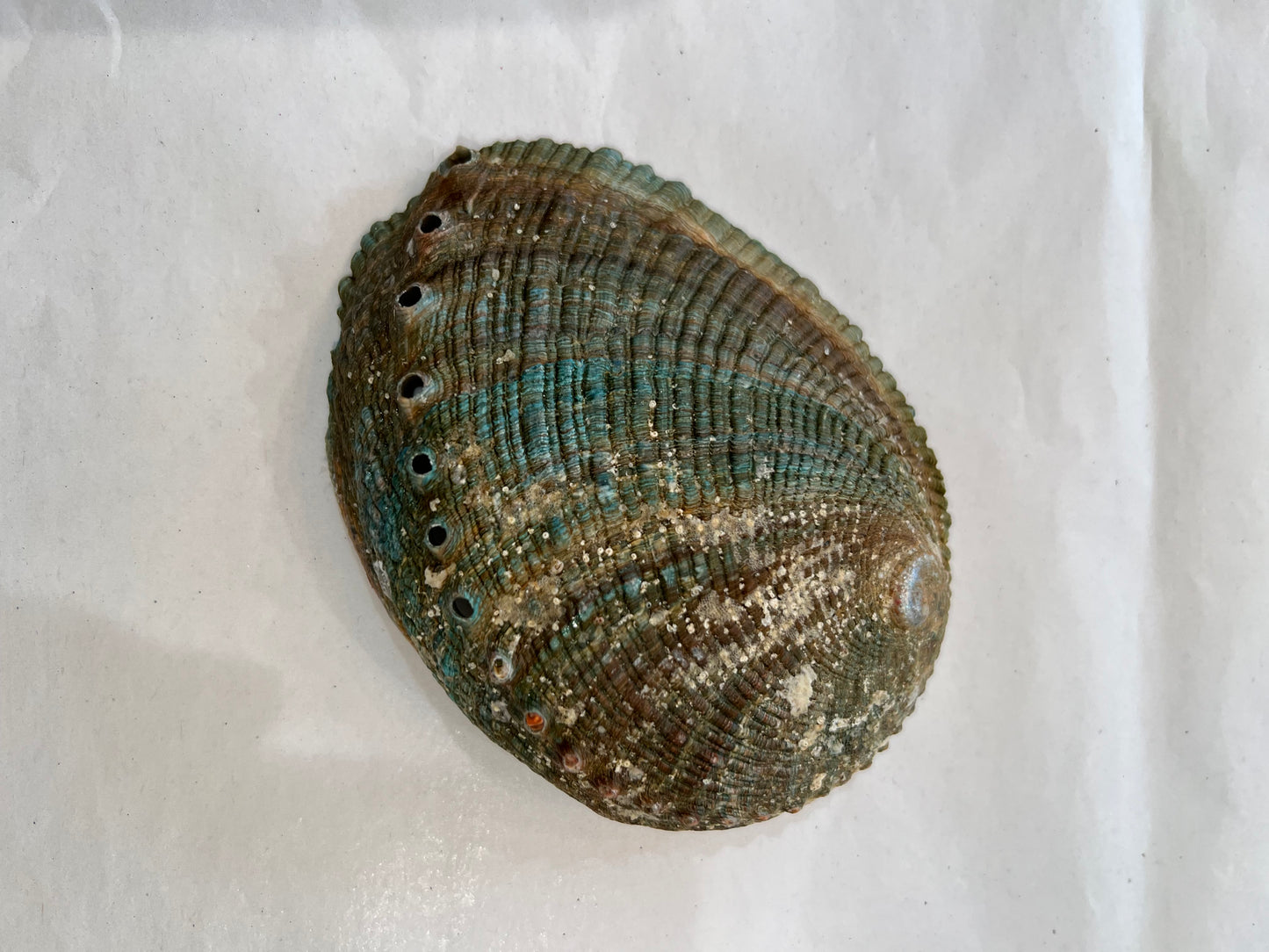 Abalone Shells